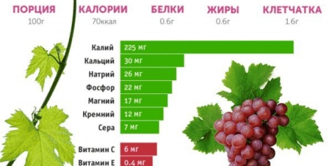 Plavo grožđe - prednosti, što je korisnije crno ili bijelo